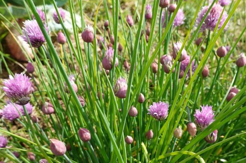Top 10 Essential Herbs for Your Home Garden - Shrubhub