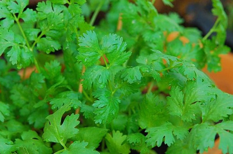Top 10 Essential Herbs for Your Home Garden - Shrubhub