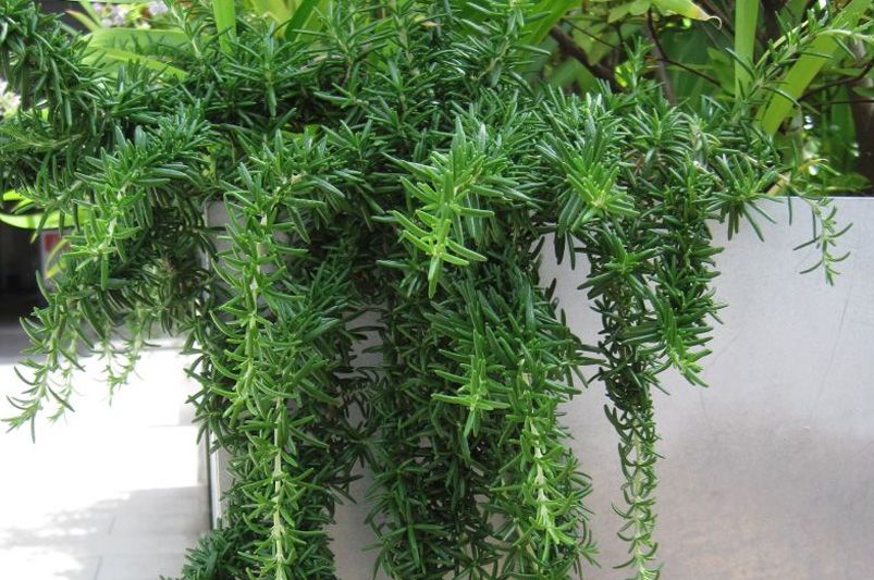 Top 10 Essential Herbs for Your Home Garden - Shrubhub