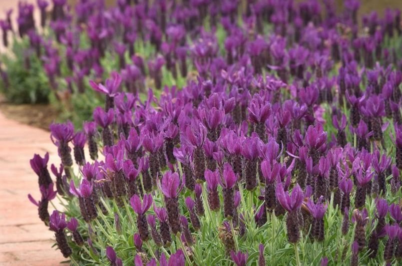 Top 10 Essential Herbs for Your Home Garden - Shrubhub