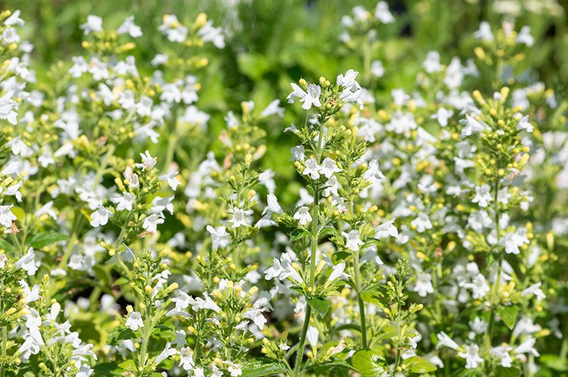 Top 10 Essential Herbs for Your Home Garden - Shrubhub