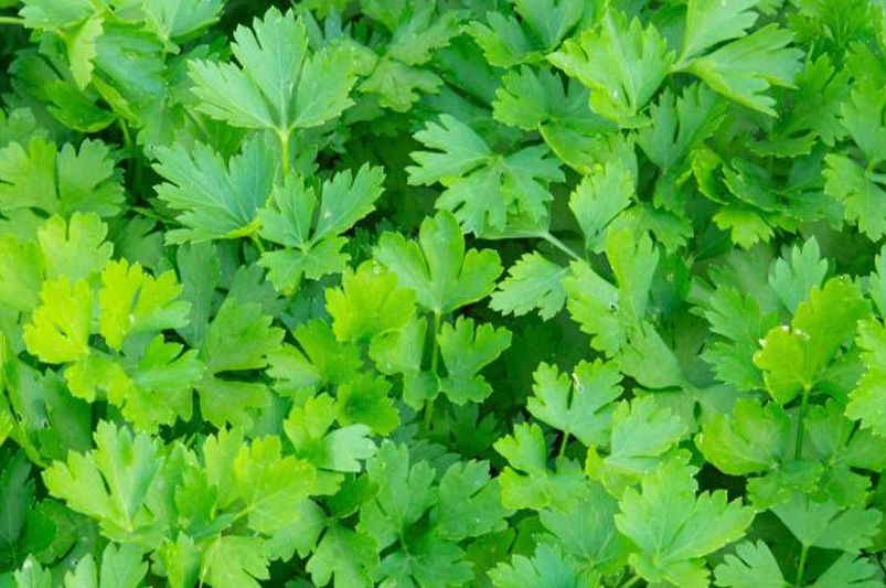 Top 10 Essential Herbs for Your Home Garden - Shrubhub