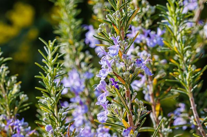Top 10 Essential Herbs for Your Home Garden - Shrubhub