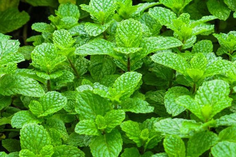 Top 10 Essential Herbs for Your Home Garden - Shrubhub