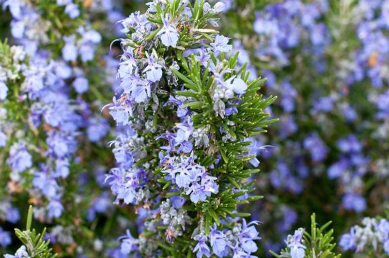 Top 10 Essential Herbs for Your Home Garden - Shrubhub