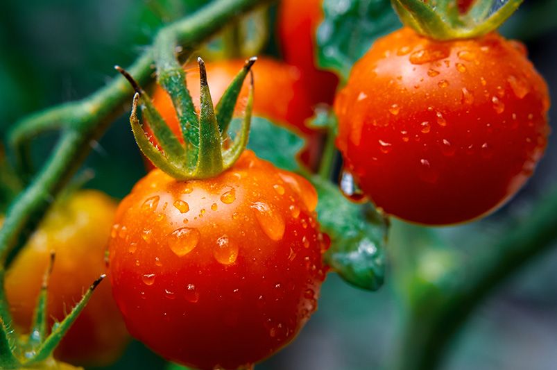 Growing Tomatoes: Common Mistakes to Avoid as a Beginner - Shrubhub