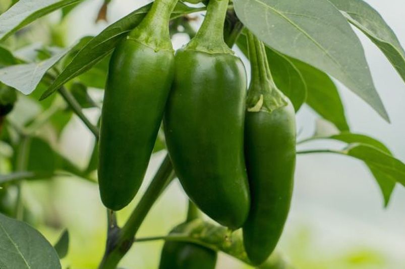 Growing Peppers: Essential Tips for Every Gardener - Shrubhub
