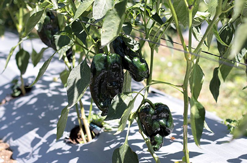 Growing Peppers: Essential Tips for Every Gardener - Shrubhub