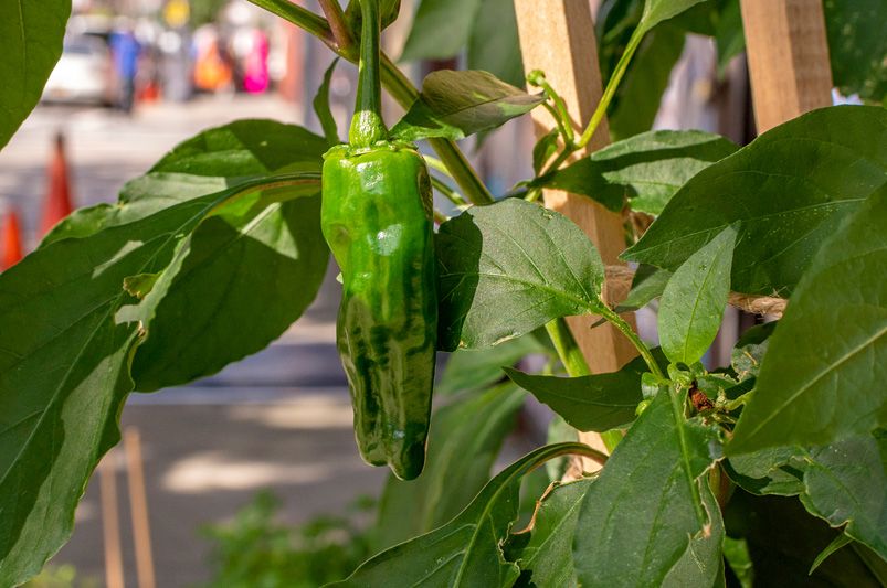 Growing Peppers: Essential Tips for Every Gardener - Shrubhub