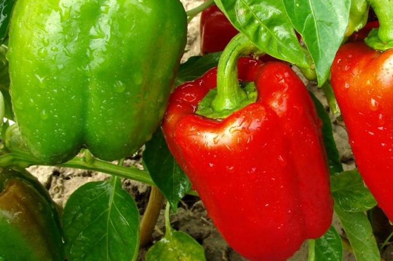 Growing Peppers: Essential Tips for Every Gardener - Shrubhub