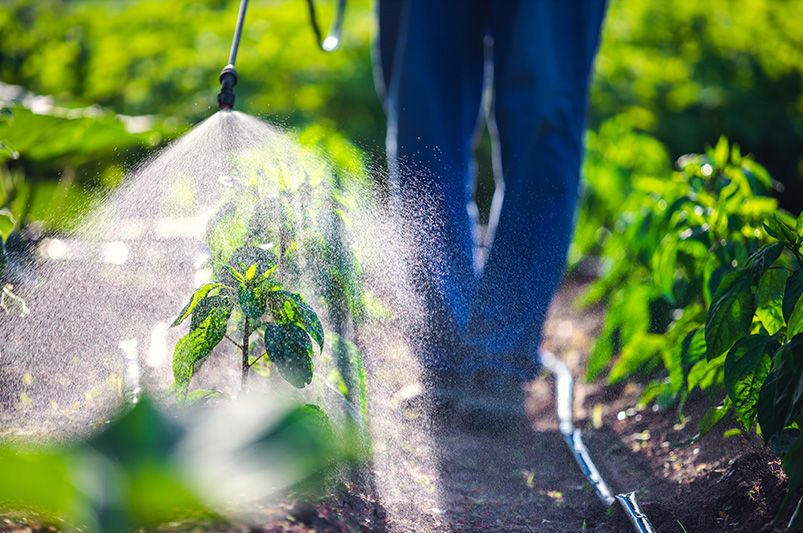 Growing Peppers: Essential Tips for Every Gardener - Shrubhub