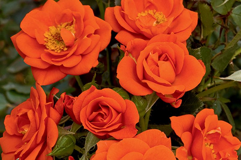 Why Rose Trees Are the Crown Jewel of Garden Design