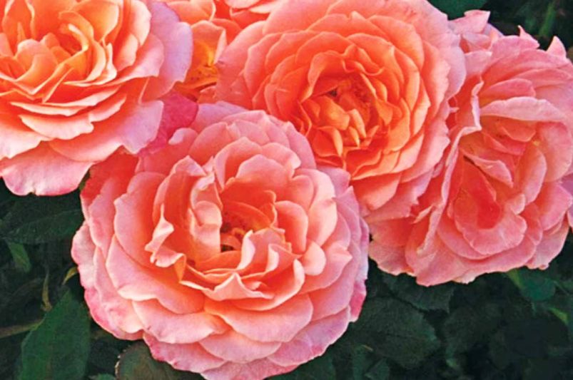 Why Rose Trees Are the Crown Jewel of Garden Design - Shrubhub
