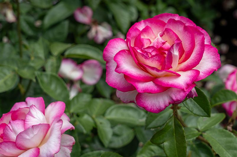 Why Rose Trees Are the Crown Jewel of Garden Design - Shrubhub