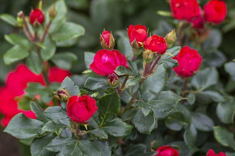 Why Rose Trees Are the Crown Jewel of Garden Design - Shrubhub