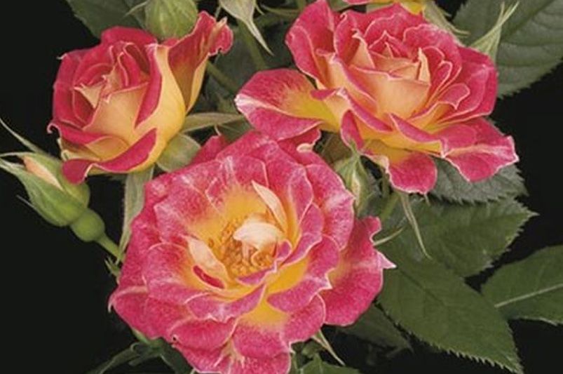 Why Rose Trees Are the Crown Jewel of Garden Design - Shrubhub