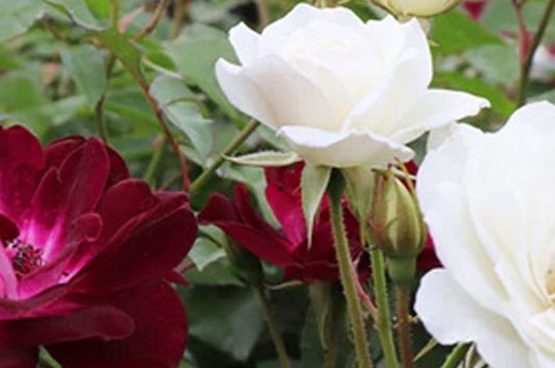Why Rose Trees Are the Crown Jewel of Garden Design - Shrubhub