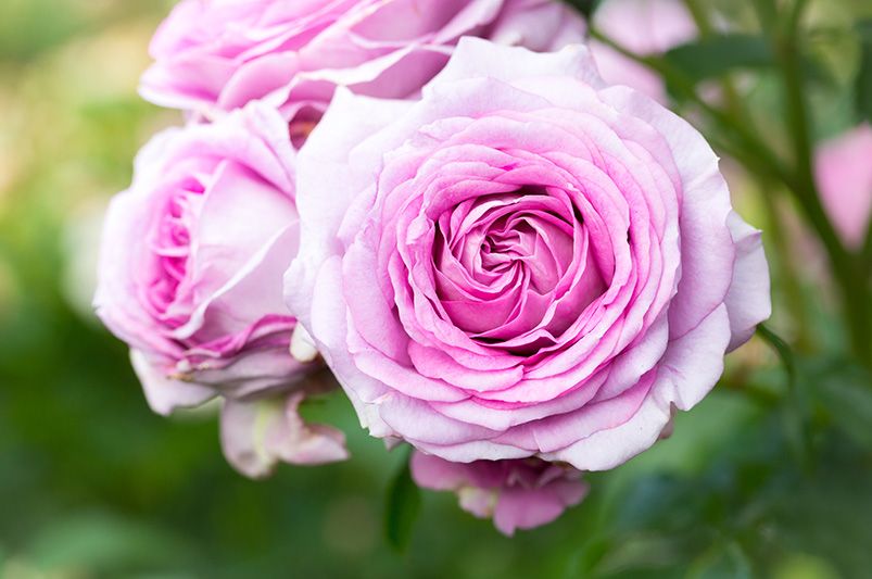 Why Rose Trees Are the Crown Jewel of Garden Design - Shrubhub