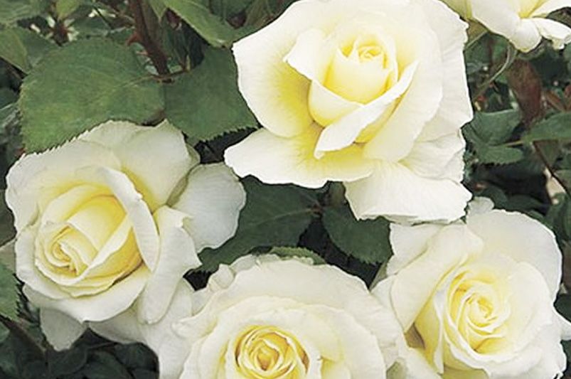Why Rose Trees Are the Crown Jewel of Garden Design - Shrubhub
