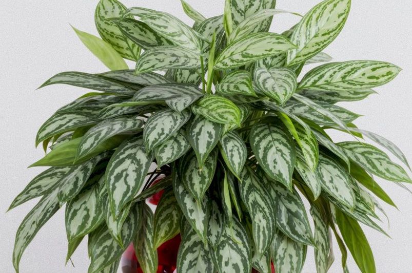 9 Gorgeous Indoor Plants That Thrive with Minimal Effort - Shrubhub