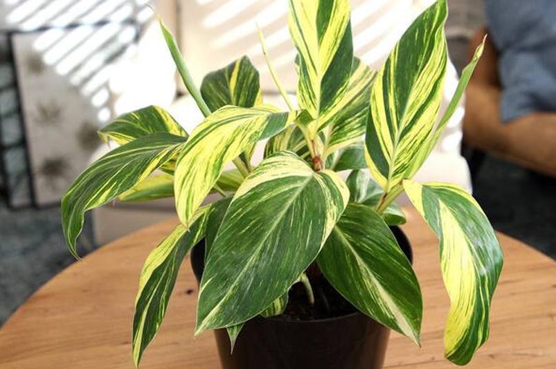 9 Gorgeous Indoor Plants That Thrive with Minimal Effort - Shrubhub