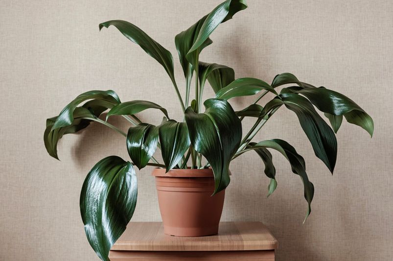 9 Gorgeous Indoor Plants That Thrive with Minimal Effort - Shrubhub