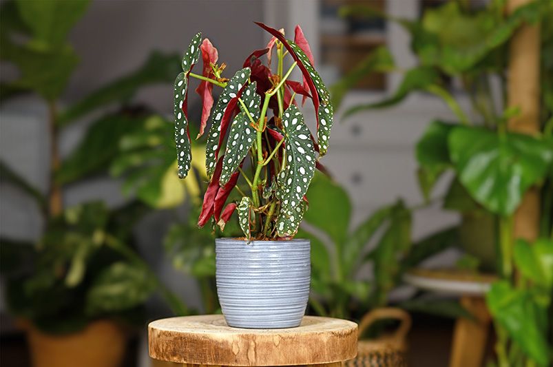 9 Gorgeous Indoor Plants That Thrive with Minimal Effort - Shrubhub