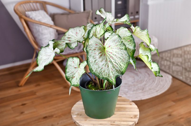 9 Gorgeous Indoor Plants That Thrive with Minimal Effort - Shrubhub