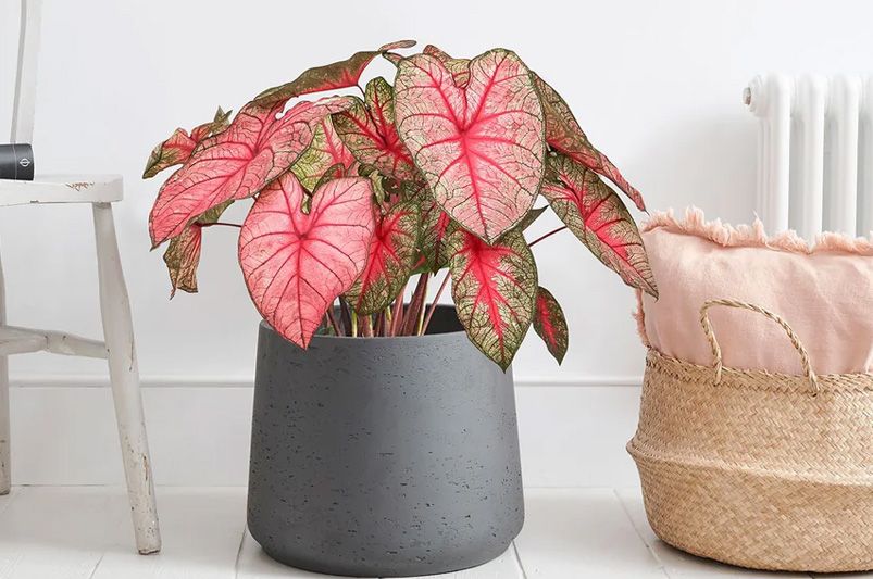 9 Gorgeous Indoor Plants That Thrive with Minimal Effort - Shrubhub