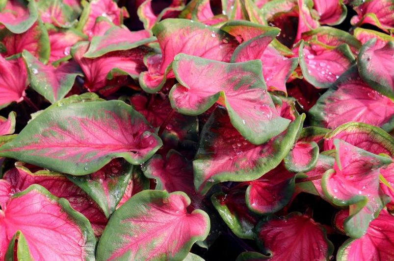 9 Gorgeous Indoor Plants That Thrive with Minimal Effort - Shrubhub