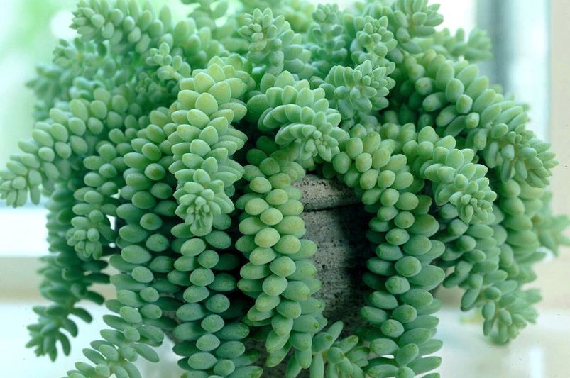 9 Gorgeous Indoor Plants That Thrive with Minimal Effort - Shrubhub