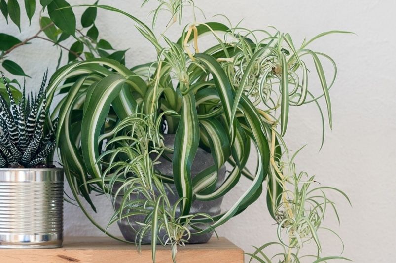 9 Gorgeous Indoor Plants That Thrive with Minimal Effort - Shrubhub