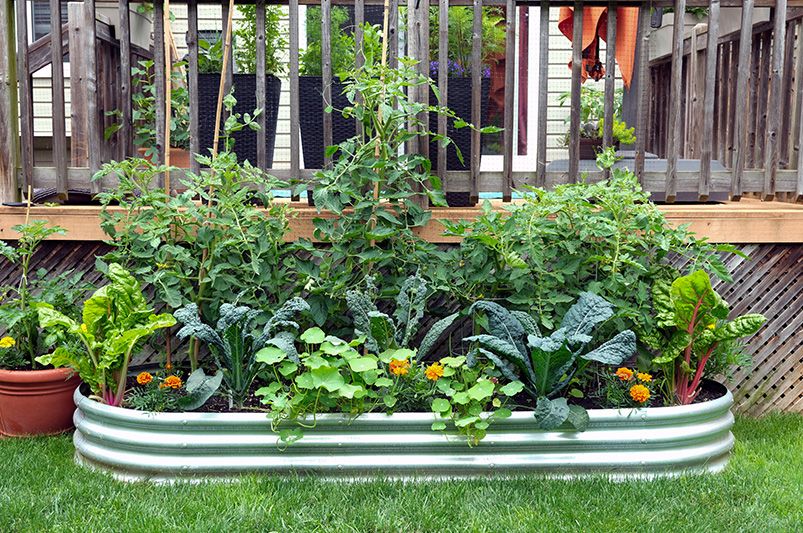 How to Start a Container Garden: Tips for New Gardeners - Shrubhub