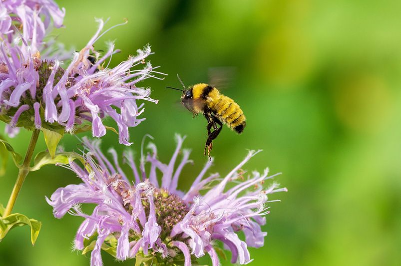 Top 10 Butterfly Garden Plants to Attract More Butterflies - Shrubhub