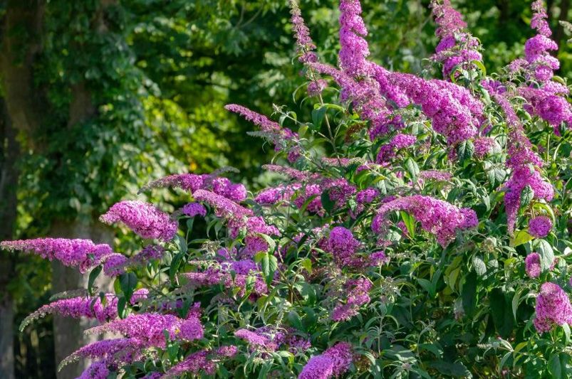 Top 10 Butterfly Garden Plants to Attract More Butterflies - Shrubhub
