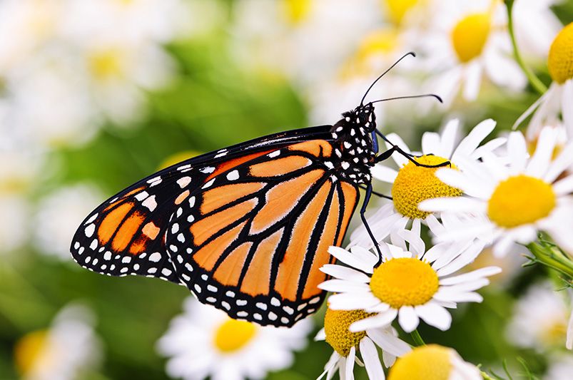 Top 10 Butterfly Garden Plants to Attract More Butterflies - Shrubhub