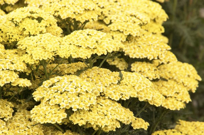 Top 10 Butterfly Garden Plants to Attract More Butterflies - Shrubhub
