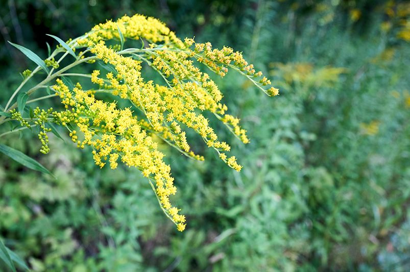 Top 10 Butterfly Garden Plants to Attract More Butterflies - Shrubhub