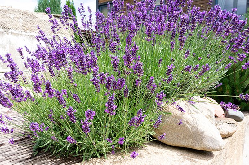 Top 10 Butterfly Garden Plants to Attract More Butterflies - Shrubhub