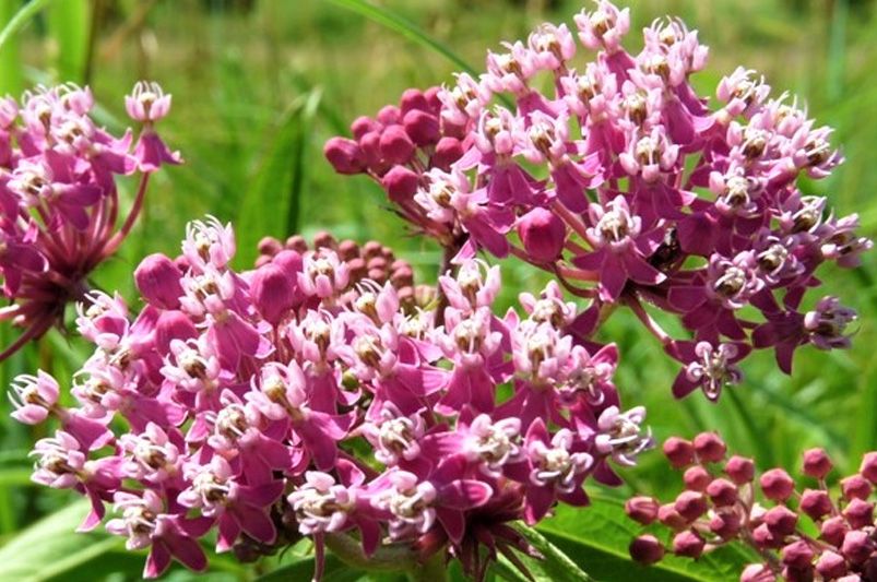 Top 10 Butterfly Garden Plants to Attract More Butterflies - Shrubhub