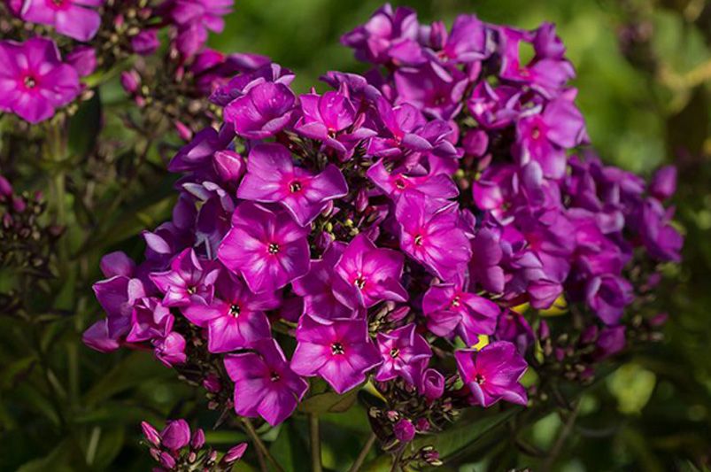 Top 10 Butterfly Garden Plants to Attract More Butterflies - Shrubhub
