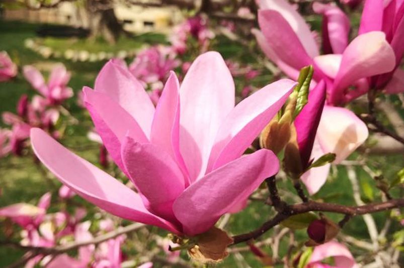 Planting Tips: Where Do Magnolia Trees Grow Best? - Shrubhub