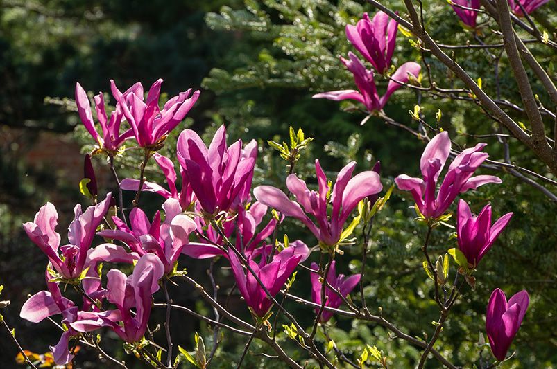 Planting Tips: Where Do Magnolia Trees Grow Best? - Shrubhub