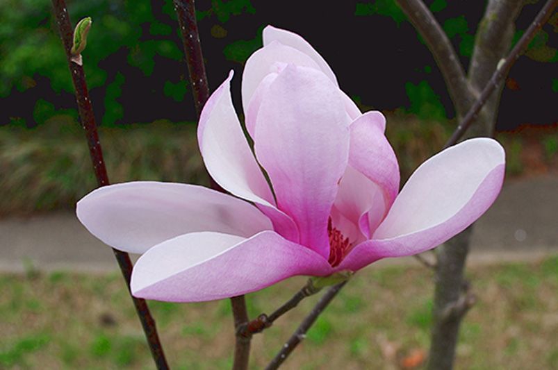 Planting Tips: Where Do Magnolia Trees Grow Best? - Shrubhub