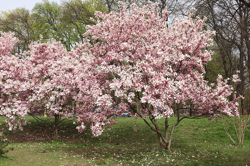 Planting Tips: Where Do Magnolia Trees Grow Best? - Shrubhub