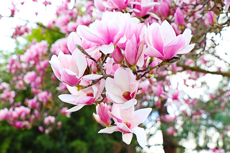 Planting Tips: Where Do Magnolia Trees Grow Best?