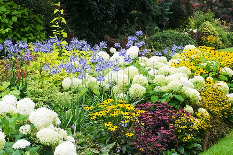 14 Most Popular Perennial Plants for Colorful Gardens