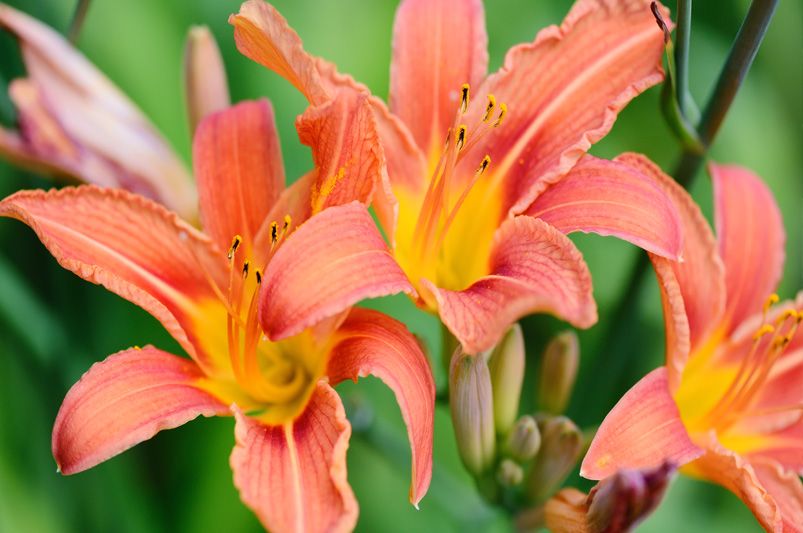14 Most Popular Perennial Plants for Colorful Gardens - Shrubhub
