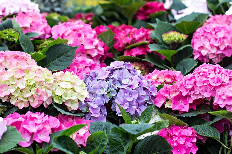 14 Most Popular Perennial Plants for Colorful Gardens - Shrubhub