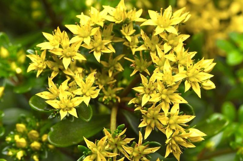 14 Most Popular Perennial Plants for Colorful Gardens - Shrubhub